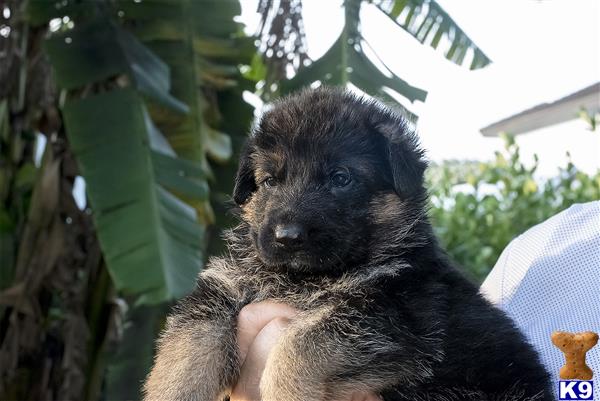 flGermanShepherd Picture 3